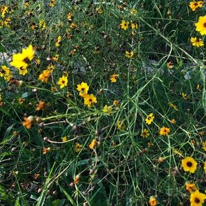 Meet your Posher, Dahlia